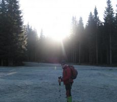 skozi vrhove smrek...