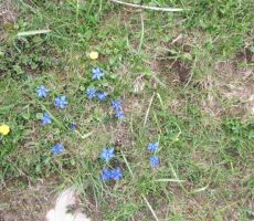 in travniki so nam postregli s spomladanskim cvetjem