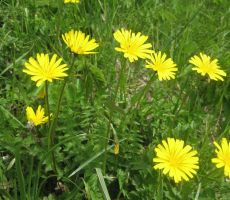 kjer so nas pozdravile spomladanske rože...