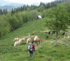 izvidnica je šla naprej skozi pašnik...