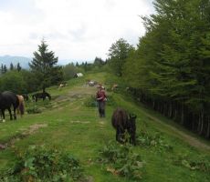 nobena od živali nam ni bila nevarna...