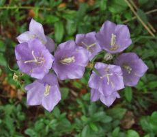 vmes pa so se nam razkazovale spomladanske rože