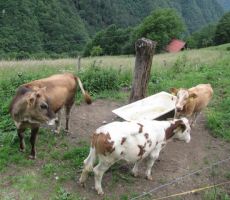 in domače pridelovalke mleka...