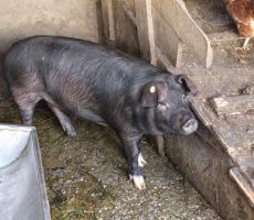 in njeni prebivalci...