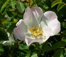 in opazovali tudi cvetoči šipek...