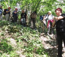 in prešli v gozd...