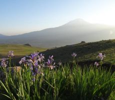 Irisi in Ararat v ozadju 