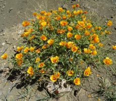 Rože v polnem cvetu