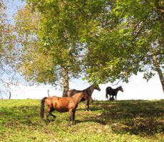 še konji so nas občudovali...