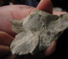 vmes smo opazovali sedimentne kamenine...