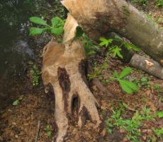 do domovanja bobrov...