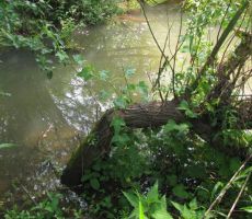 bobri skrbijo za hrano tudi za naslednje leto...