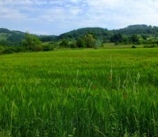 pot nas je peljala mimop žitnih polj...