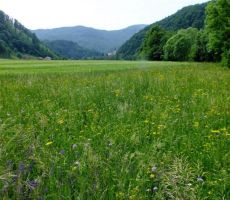 in cvetočih travnikov...