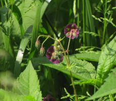 in odkrivali nove rože...