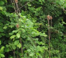 zdravilna ščetica, ki zdravi borelijo...