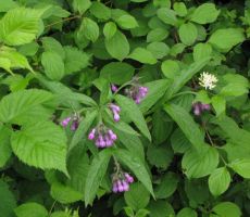 pa gabez, ki zahteva previdnost v zdravilstvu...