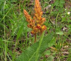 pojavnik, ki ni priporočljiv za krave...