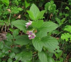 rožice polne medičine