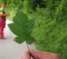 pa list ene izmed vrste dragocenega javorja...