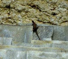 kateri dela družbo martinček...