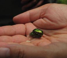 in ljubezenka zgodba dveh zlatih milnic...