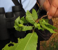 tudi tu imajo kostanjevo šiško...