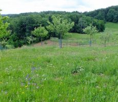 sadovnjaki so še mladi...