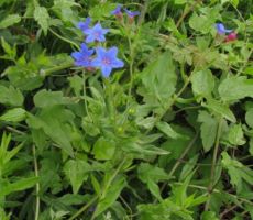 škrlatno modro ptičje seme