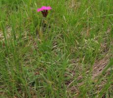 pa zavarovan nageljček...