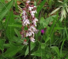 škrlatno rdeča kukavica...