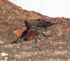 v turistično informativnem centru domujejo različni hrošči...