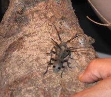 tudi bukov kozliček