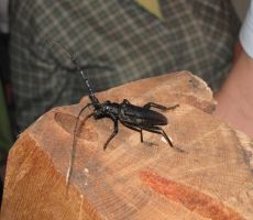 še eden zaščiten hrošč...