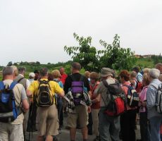 Pohod od češnje do češnje - GORIŠKA BRDA, 10. junij 2010