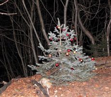 Smrečica ob poti-novo leto bo kmalu