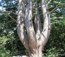 Zares čudovit primerek macesna