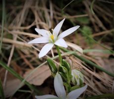 Navadno ptičje mleko