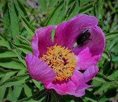 Največji cvet v Sloveniji-potonika