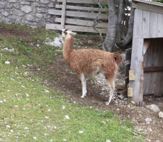 Tudi lamo premoremo na Voglu