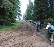 Zaradi spravila lesa je pot ponekod razrita