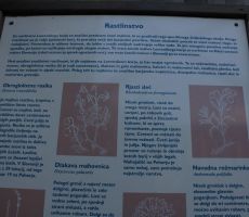 Pestro je rastlinstvo na tem območju