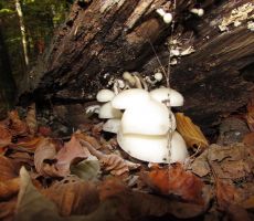 Narava je največji umetnik