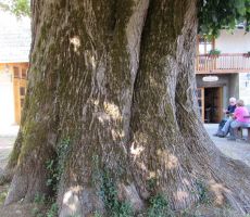 ČRMOŠNJICE-SEMIČ:po poteh Kočevarjev,četrtek 15.junij 2017