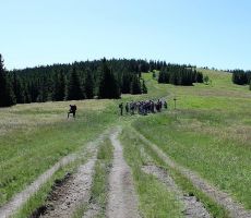 Preko čudovitih planjav Pohorja