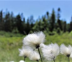 Nunec prelepa roža Pohorja