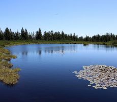 Lokvanji sredi jezera