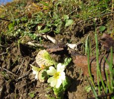 VRHPOLJE-POLANŠČEK(687m)-VIDEŽ(664m) 18.januar 2018