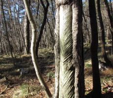 Tako so zbirali borovo smolo