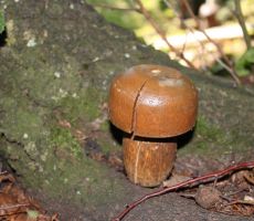 Ta pa reste tudi v decembru in februarju